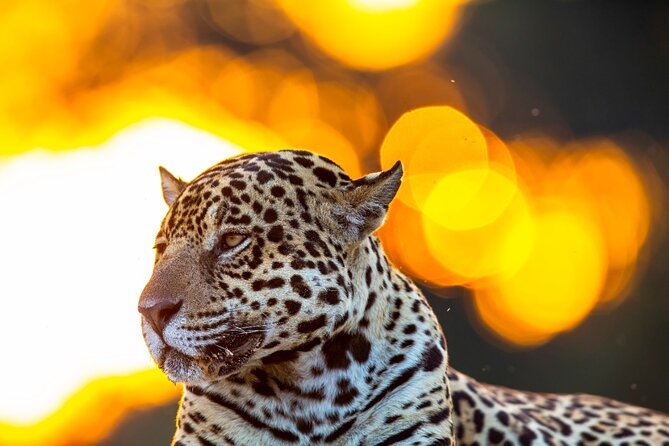 6 Days Pantanal and Jaguar Safari Departing From Cuiaba - Good To Know