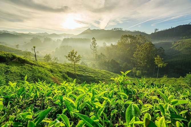 6 Days Private Tour Kerala Natural Retreat - Itinerary Breakdown