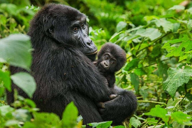 6 Days Uganda Gorilla, Chimps Trekking and Wildlife Safari - Good To Know