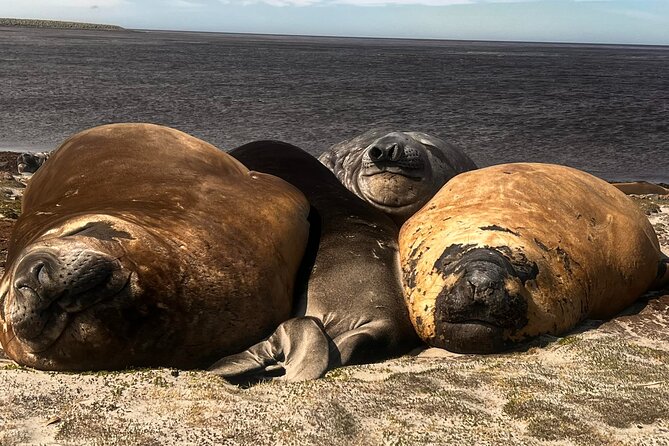 6 Hours Wild Tour With Penguins, Elephant Seals in East Falklands - About Your Stay