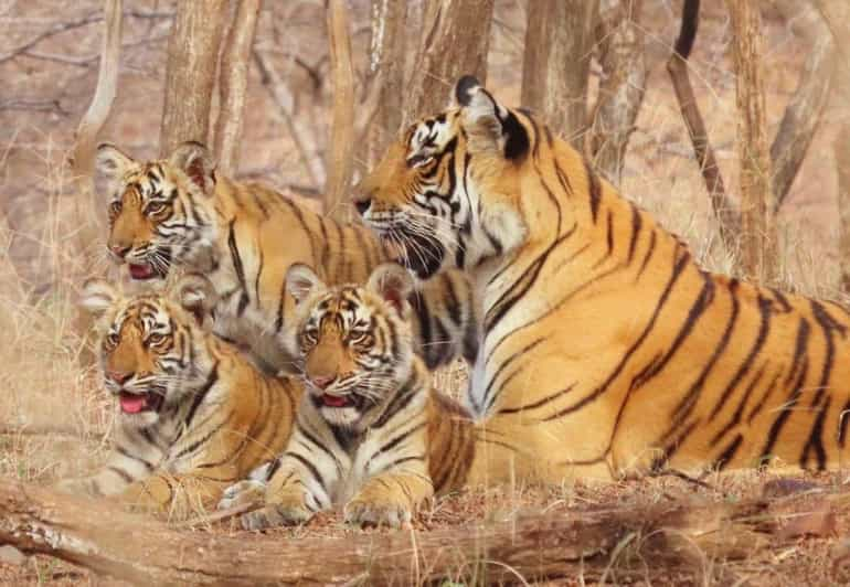 09-Days Golden Triangle Tour With Tiger & Leopard Safari - Transportation