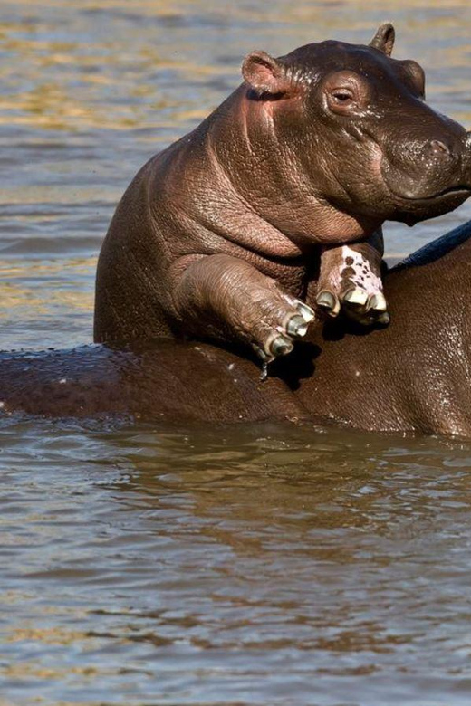 1/2 Day Isimangaliso Boat Safari From Durban - Exploring Isimangaliso