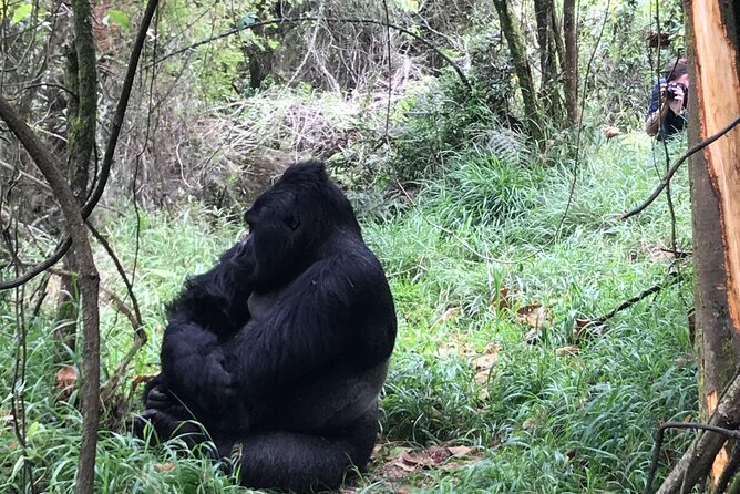 1 Day Gorilla Trekking Mgahinga Gorilla NP & Lake Bunyonyi - Tips for a Successful Trek
