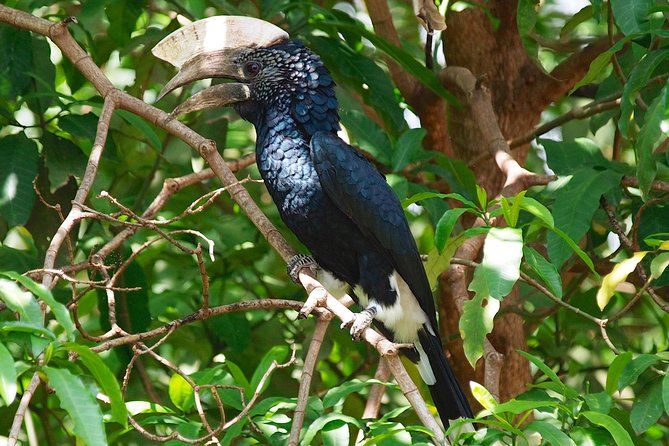 1 Day Joined Group Safari in Ngorongoro Crater National Park - Pickup and Meeting Options