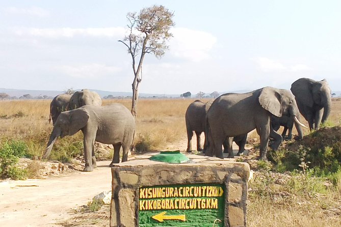 1 Day Safari to Mikumi National Park - Tour Itinerary and Activities
