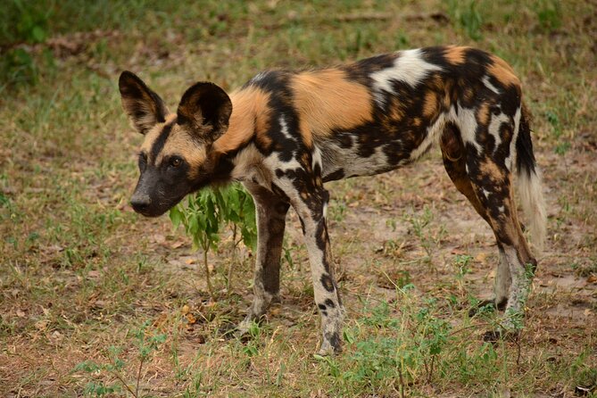1 Day Tanzania - Selous Game Reserve Safari Tour - What to Bring and Wear