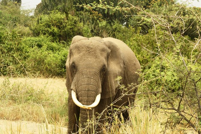 14 Days Uganda Safari Adventure, Gorilla Trekking and WildlifeTour - Taking in Ugandan Culture