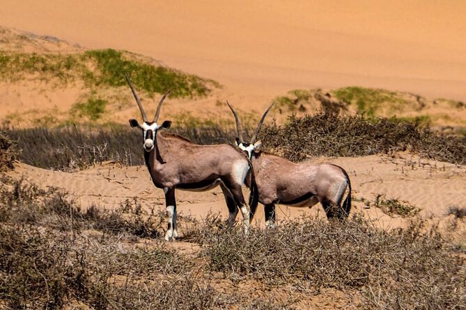 2 Day Scenic Sossusvlei Adventure Tour in Namibia - Attentive Guide Service
