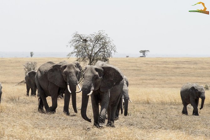 2 Day Serengeti Safari Experience From Mwanza - Booking and Cancellation Policies