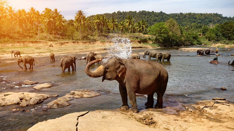 2 Day Tour Pinnawala/Sigiriya From Kandy - Customer Reviews