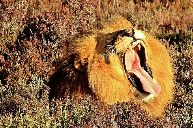 2 Day Wild Heart Western Cape Safari Tour With Private Transfers - Additional Tour Information