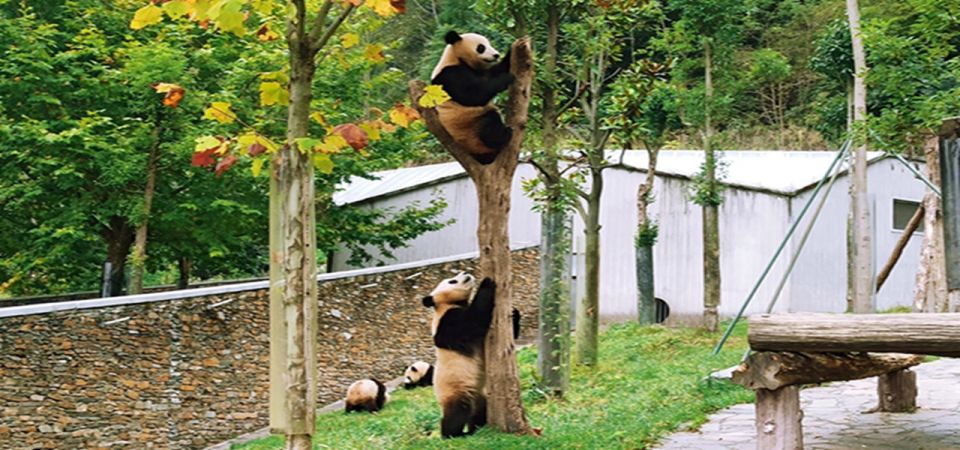 2 Days Mt. Siguniang+Wolong Panda Tour From Chengdu - Optional Horse Riding