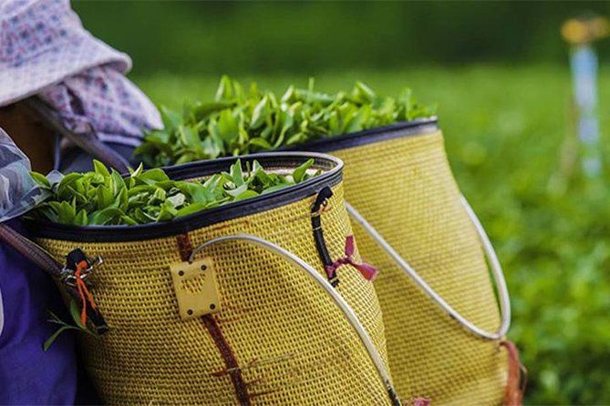 2 -Days Private Tour to Nuwara Eliya From Colombo - Customer Reviews