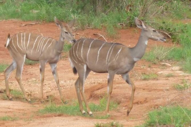 2 Days Saadani National Park From Zanzibar - Pricing and Reviews