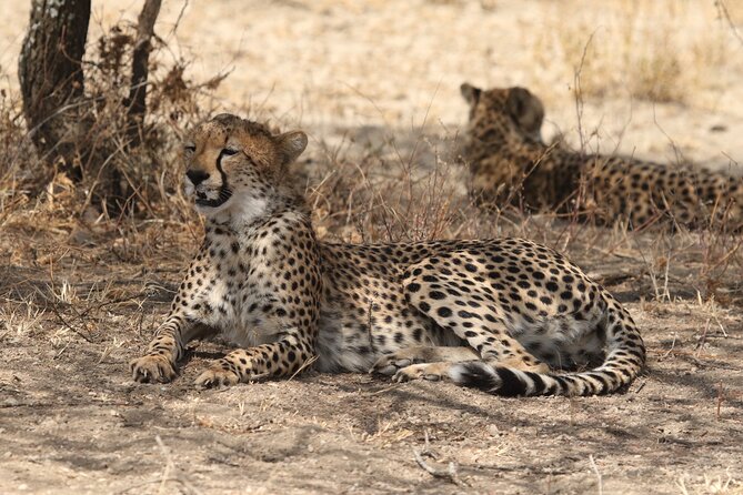 2 Days to Tarangire and Ngorongoro Crater - Booking Details