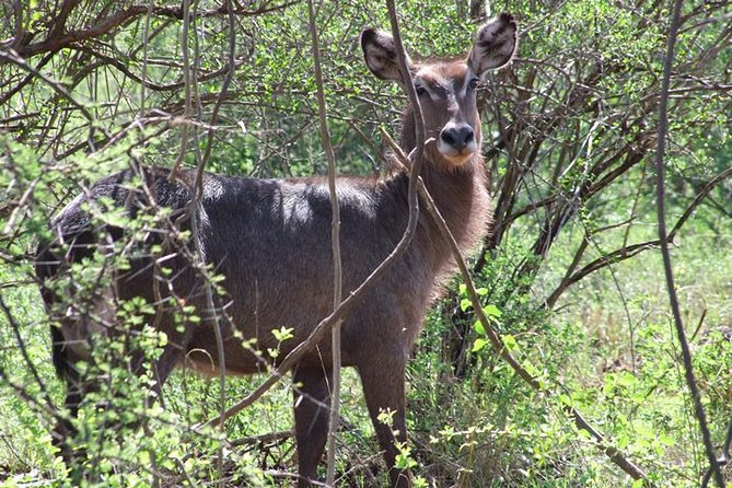 2 Days Tsavo East and Ngutuni Sanctuary Starting From Mombasa. - Booking and Cancellation