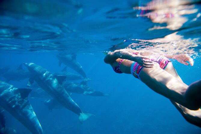 2-Hour Dolphin Excursion in Mauritius - Customer Reviews and Feedback