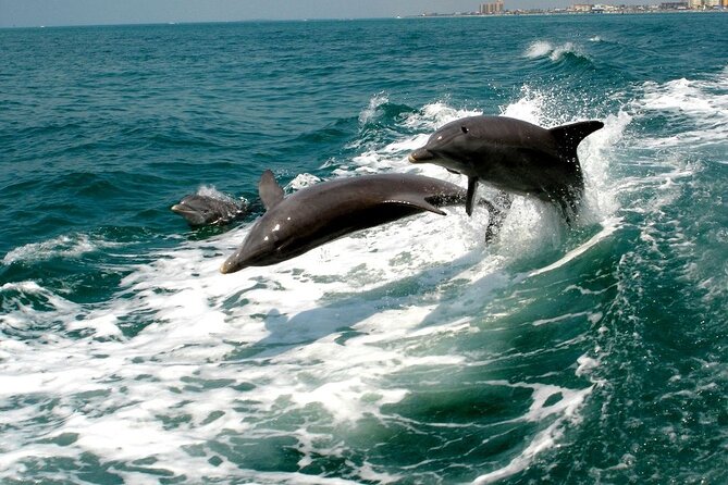 2 Hour Private Dolphin Sightseeing Tour - Exceptional Customer Reviews