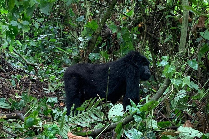 3 Day Gorilla Trek at Bwindi National Park via Kigali - What to Expect on the Trek