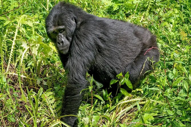 3-Day Gorilla Trekking Safari in Bwindi Impenetrable Forest - Booking Details and Cancellation Policy