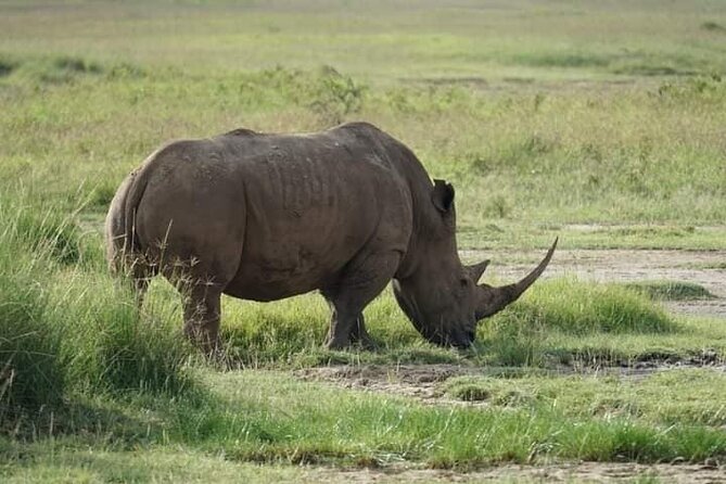 3 Day Private 4x4 Jeep Tour in Masai Mara Safari - What Previous Travelers Say