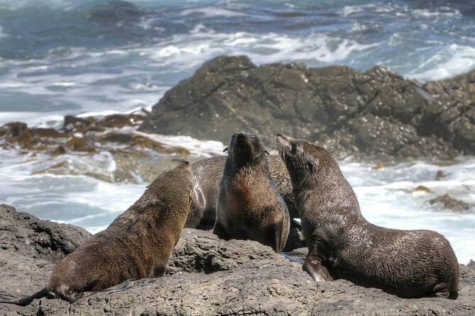 3-Day Private Guided Tour to Cape Town Top Attractions - Experiencing the Majesty of Table Mountain