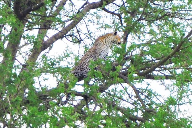 3 Day Private Safari in Serengeti and Ngorongoro National Park - Travel Tips and Considerations