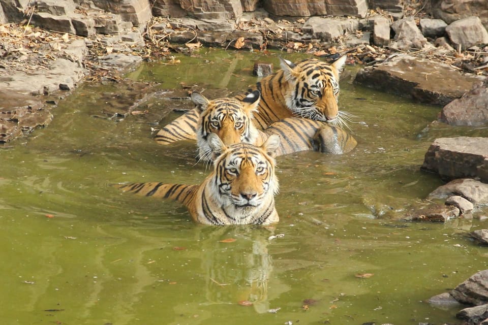 3-Day Ranthambore Tiger Safari Tour From Delhi - Safari Rides and Wildlife Sightings