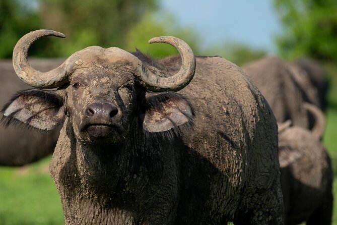 3-Day Ultimate Big Five Safari - Murchison Falls & Rhinos - Pricing and Special Offers