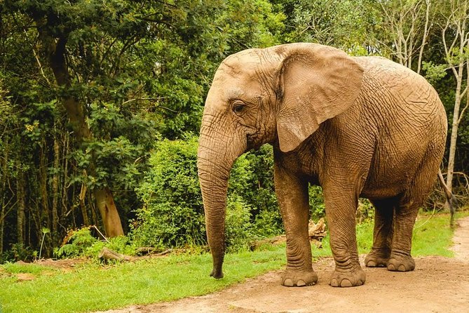 3 Day Wildlife Safari Tour - Garden Route Small Group Tour From Cape Town - Traveler Reviews