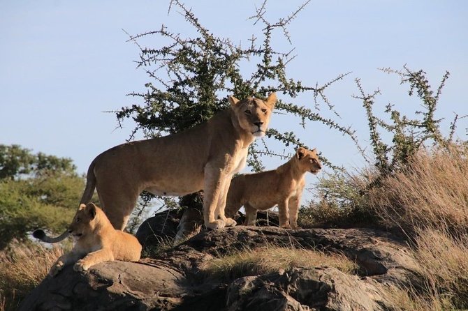 3 Days 2 Night Mikumi National Park & Udzungwa Walking Safari - Pricing and Booking Details