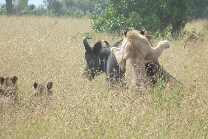 3 Days 2 Nights Masai Mara Enchoro Wildlife Camp - Masai Mara Highlights