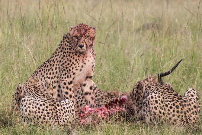 3 Days Best of Maasai Mara Budget Safari - Customizable Tour Itinerary Options