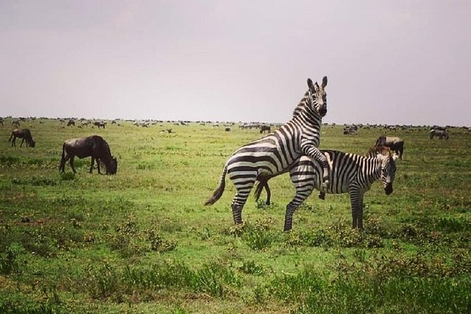 3 Days Fly in Safari - What to Expect on Safari