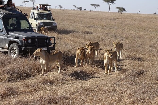 3 Days Group Joining Safari to Maasai Mara With a Land Cruiser Jeep - Traveler Reviews and Feedback