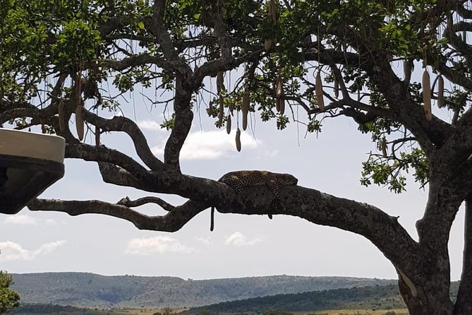 3 Days Masai Mara Safari Group Joining (Daily Departures) - Reviews and Traveler Feedback
