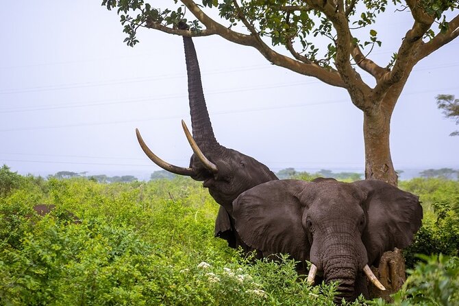 3 Days Murchison Falls Adventure Wildlife Safari Uganda Tour - Meeting and Pickup