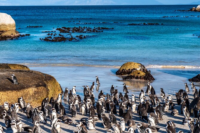3 Days Private Tour: Cape of Good Hope, Penguins, Table Mountain & Robben Island - Exploring the Penguins