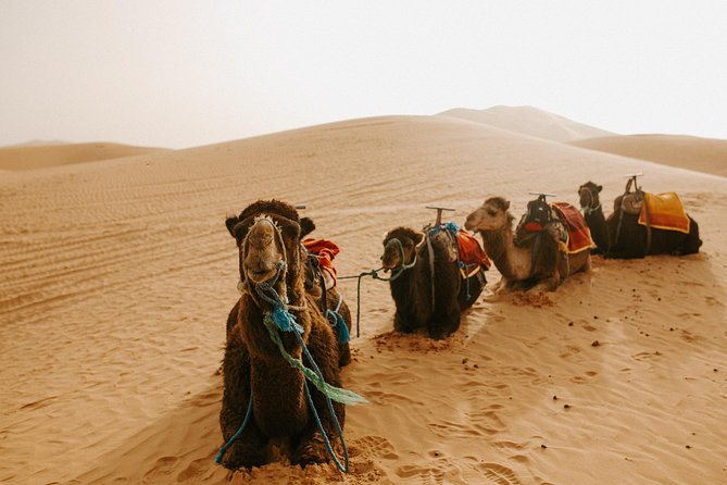 3-Days Sahara Desert Tour From Fez to Marrakech - Pickup and Meeting Information