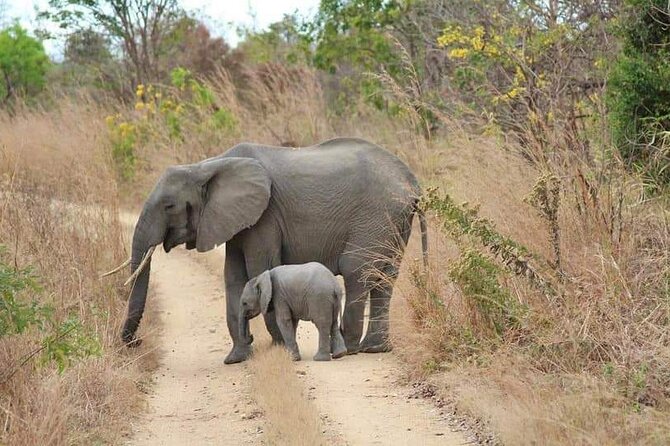 3 Days Selous (Nyerere National Park) - Tour Inclusions and Exclusions