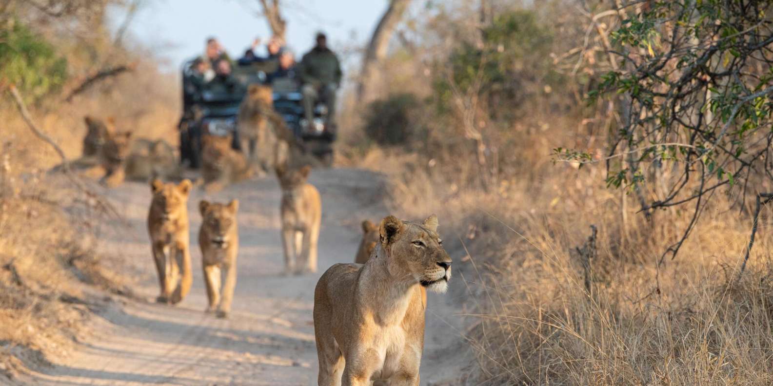 3 Hour Blue Canyon Private Reserve Game Drive - Pickup and Drop-off Logistics