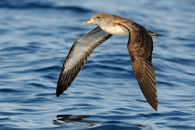 3-Hour Sunset Boat Trip With Dolphin Watching - Friendly and Knowledgeable Staff