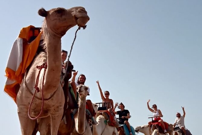 3 Hours Camel Ride in Essaouira, Beach and Dunes - Reviews and Traveler Feedback