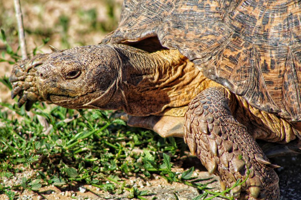 4-Day Addo to Karoo Safari - Unique Wildlife Encounters