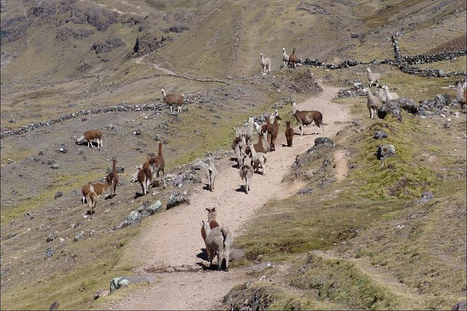 4 Day - Lares Trek to Machu Picchu - Group Service - Booking and Pricing