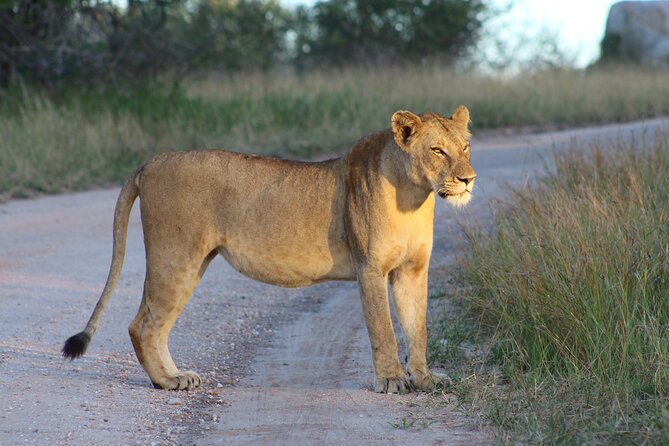 4 Day Private Kruger Under Canvas Safari - Guest Reviews and Ratings