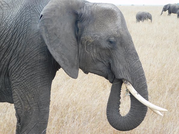 4 Day Private Masai Mara National Reserve & Lake Nakuru National Park Safari - Masai Mara National Reserve