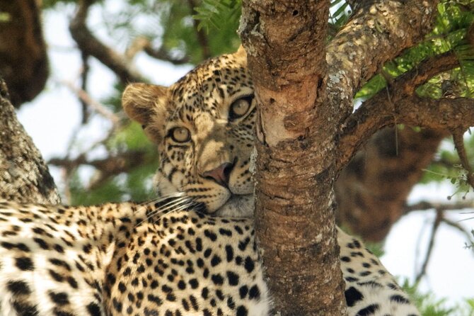 4-Day Safari From Arusha: Tarangire, Serengeti and Ngorongoro - Traveler Reviews and Feedback