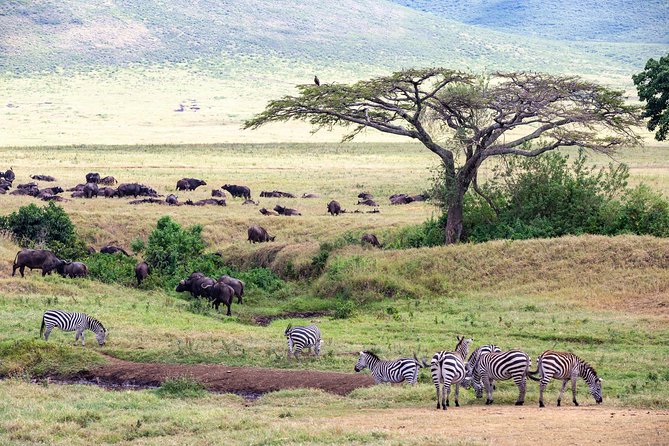 4-day Tanzania Safari - Travel Tips for Safari