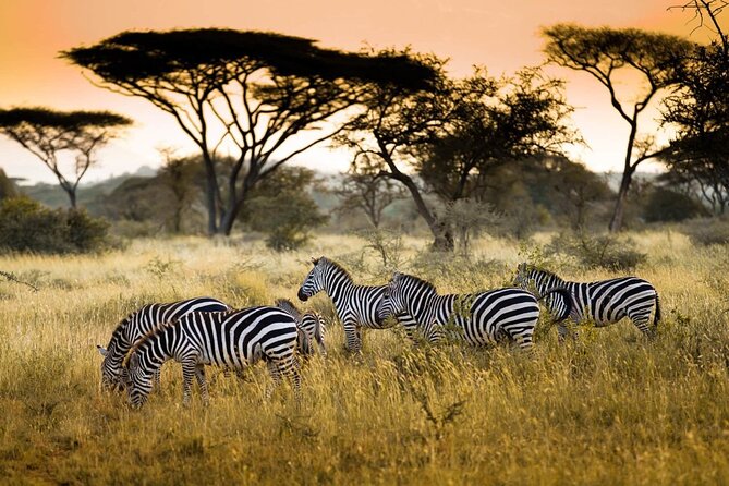 4 Days / 3 Nights Lake Manyara, Ngorongoro and Serengeti - Accommodation and Transportation Arrangements